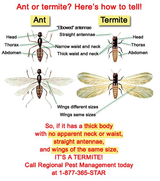 Termite Size Chart