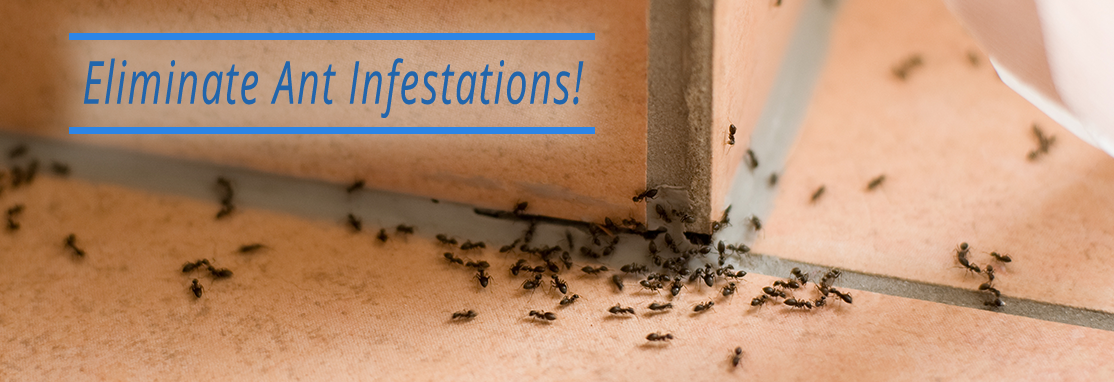 Eliminate Ant Infestations!