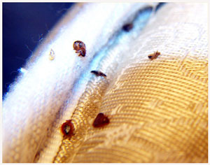 Bed Bugs With Wings Bed bugs have no wings and