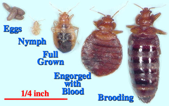 Insects That Resemble Bed Bugs Bed bug growth stages: eggs,